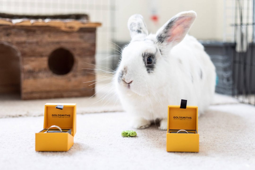 the white bunny rabbit sits with the boxed wedding rings