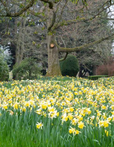 A bank of daffodils amongst the trees in the gardens of the Elvetham hotel