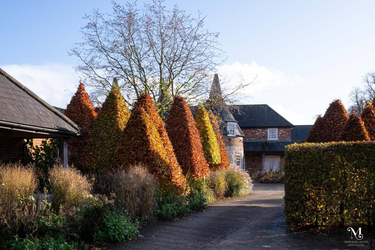 The autumnal topiary trees leading to the Oast House at the Barn at Bury Court
