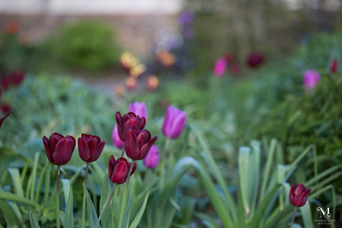 dark red and pink tulips in a flower bed