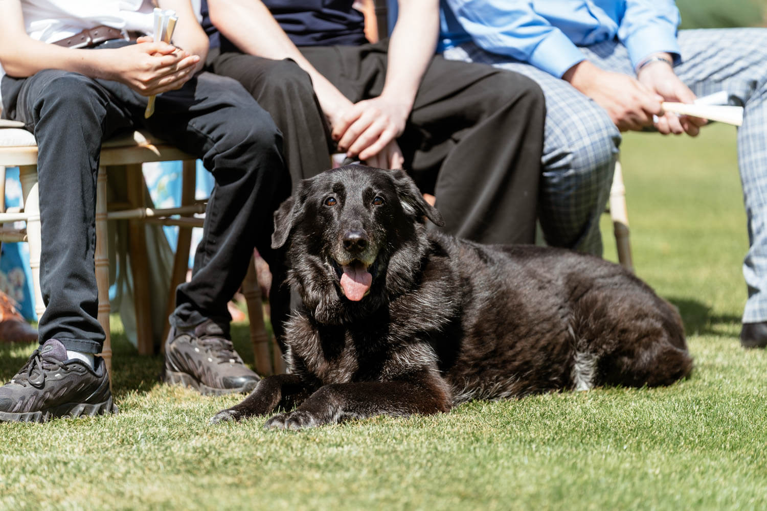 The family dog lies on the grass among guests waiting for the ceremony to begin.