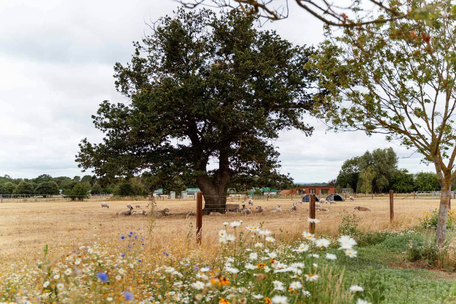 Grazing sheep beneath an old oak tree in the farmland surrounding Stokes Farm Barn.